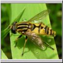 Helophilus pendulus - Gemeine Sumpfschwebfliege m01.jpg